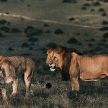 Lion Conservation Efforts: Lion and lionesses in savannah
