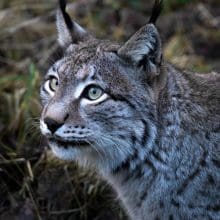 Bobcat Species: lynx, animal, wildlife