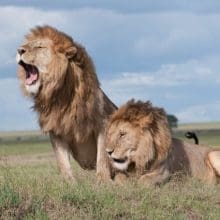 Preserving Lions: Two Lions in the field