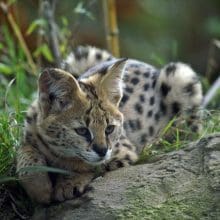 Animal Kingdom: Graceful Beauty: serval, small cat, wildcat