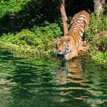 siberian tiger in water 775597 dl 0