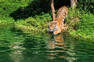 Kings of the Jungle: Tiger going into the water