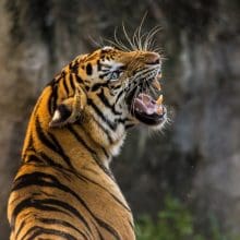 Graceful and Mighty: Tigers Communicate: Tiger Roaring