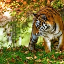 Tiger Extinction: Tiger in nature