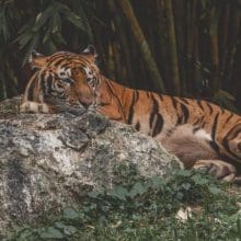 Fascinating Animals: Tiger laying on a rock