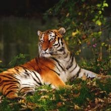 Tiger lying on green grass