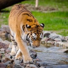 Tiger near river at daytime