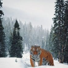Tiger Encounters in Russia: tiger in a Russia snow forest