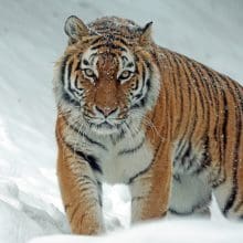 Roaring Strength: Tiger walking in snow