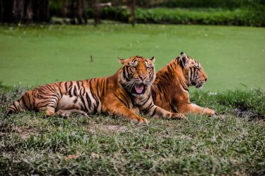 Breeding Programs: Two tiger relaxing