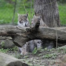 Bobcats Formidable Predators: Two Bobcats siting behind a fallen tree