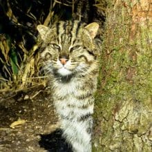 Fishing cat next to a tree