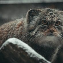 Pallas Cat Populations: Pallas cat looking at something