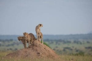 Behaviors of Cheetahs: Cheetahs On A Hill Of Dirt