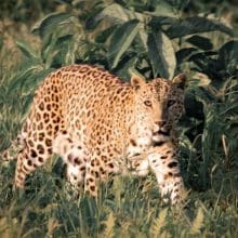 Endangered Leopard: Leopard surrounded by green leaves