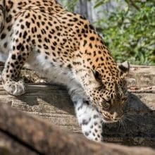 Graceful Predators: Leopard walking over a big fallen tree