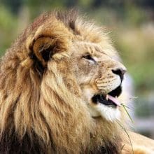 Powerful Characteristics of Lions