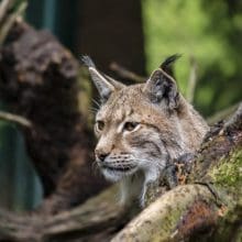 Lynx and Bobcats: Canadian Lynx in the woods