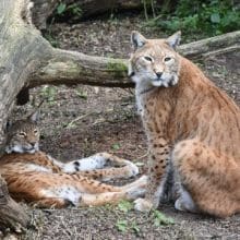 Facts About Bobcats: Two Bobcats near a tree trunk