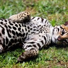 Protect Ocelot Species: ocelot laying it's back in the grass