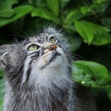 Pallas Cat: Pallas Cat in the woods looking up at something