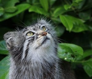 Pallas Cat: Pallas Cat in the woods looking up at something