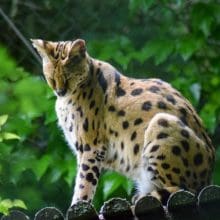 Beauty of Servals: Serval sitting on a platform in the woods