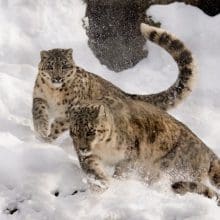 About Snow Leopards: Snow Leopard, playing in the snow