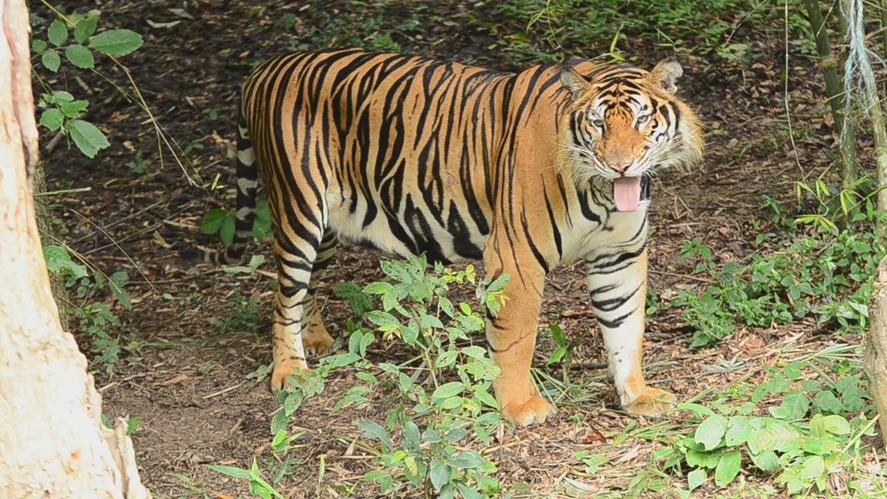 Tiger Stinky Faces