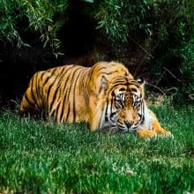 Plant Species: Fascinating Facts about Tigers' Plant-Based Diet