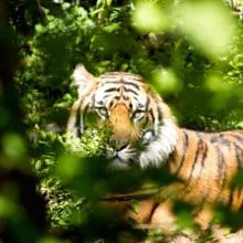 Wild Tiger Populations: Tiger through green leaves during day