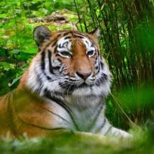 Wild Jungle Habitat: Tiger relaxing in the Jungle