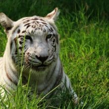 Majestic White Tiger White tiger lying down in grass