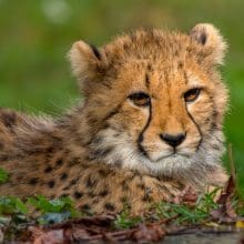 Endangered Cheetahs: Cheetah relaxing in the grass