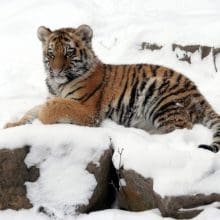 tiger cub tiger snow dl 0 scaled 0 1