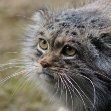 Pallas Cat Population: Pallas cat pretty eyes