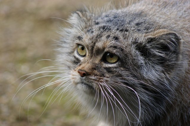 Pallas Cat Population: Pallas cat pretty eyes