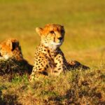 cheetah africa animal 7784987 dl 2