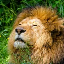 Save the Lions: Lion relaxing in high weeds