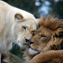 Lion and Lioness Couple