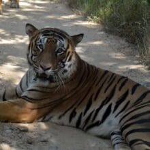 Royal Bengal Tiger