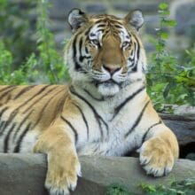 siberian tiger panthera tigris1