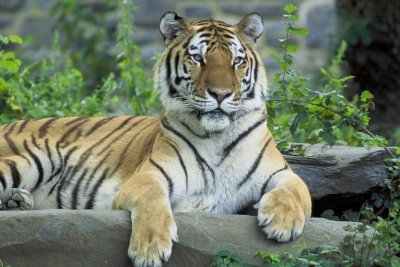 Siberian Tiger Panthera Tagris