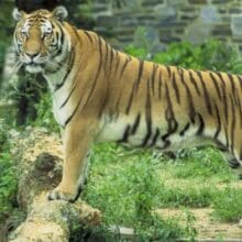 Tiger Panthera Tigris