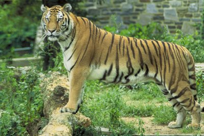 Tiger Panthera Tigris
