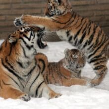 Tiger Cubs With Mom In The Snow