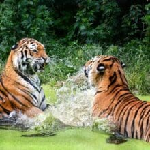 Tigers Splashing Around: Two tigers playing in the water