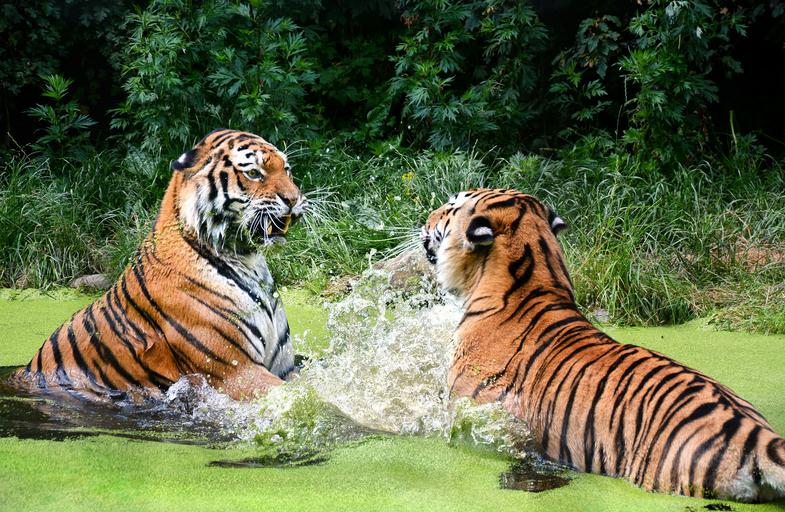 Tigers Splashing Around: Two tigers playing in the water