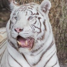 The Beautiful White Tiger