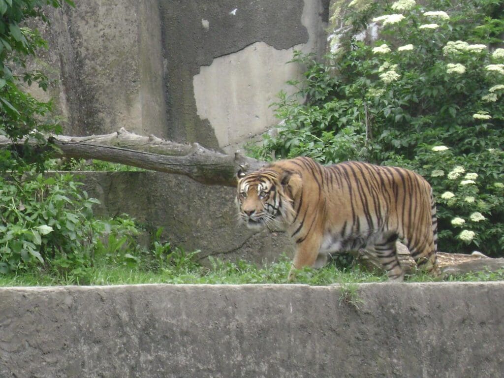 Tiger In Captivity In Poland 4